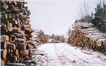 Log Piles and Forwarder
Green blob is a 230A forwarder
