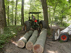 Floor joists
RO logs to be used for 1.5 X 9.5 X 16' floor joists for shop area.
