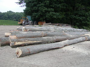 Staging area
2005 Selectcut
