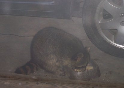 carport racoon
