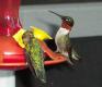 hummingbirds_op.jpg