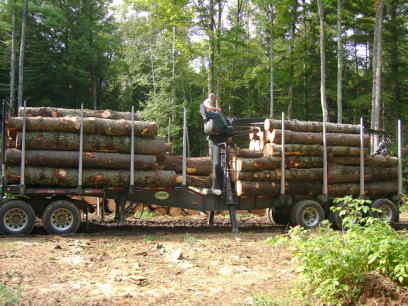 white pine 06
all loaded
