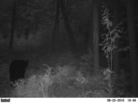bear at the cfarm aug 2010
this is a bear on my land. stepson set up a game camera
