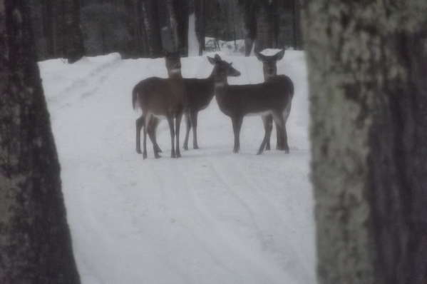 deer behind house 122013
