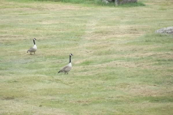 geese in field may 2014
we get a pair just about every year. They never stay,just drop in every so often
