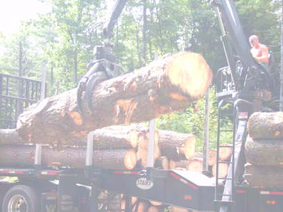 big log aug 06
the loader is getting a workout with this white pine
