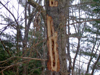 pileated woodpecker holes
this is a dead fir tree.this hole is about 3 feet long
