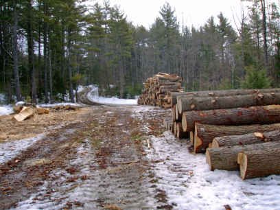 wood yard,hemlock and spruce logs,pulp in the distance
