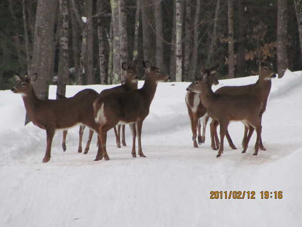feeding deer feb 2011
this is the view from my owb.about 100 feet from the owb.this is right behind our house.

