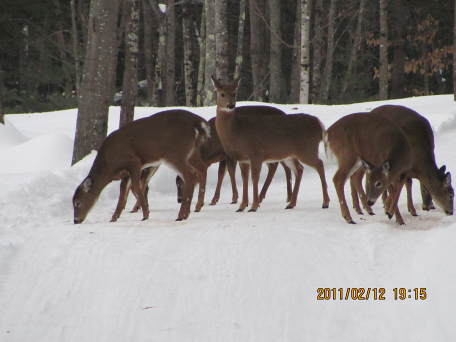 feeding deer feb 2011
this is the view from my owb.about 100 feet from the owb.this is right behind our house
