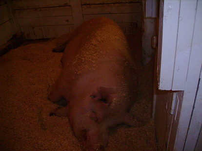 big pig at fryeburg fair
weighs in at 1204 pounds
