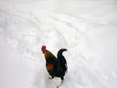 mr rooster walking in the snow 07
