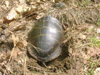 turtle laying eggs
a small one about 6 inches
