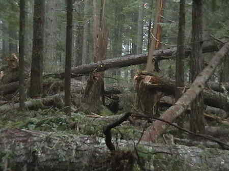 Winter Storms
Washington state Olympic Peninsula Rain Forest winter storms
many trees down. (Feb. 07)
