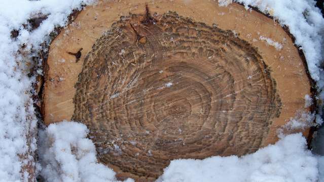  Maple log
