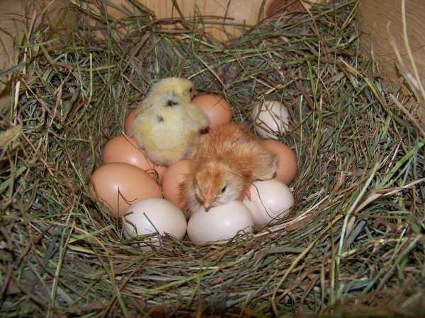 Chicks
new born chicks , feb/01/2011
