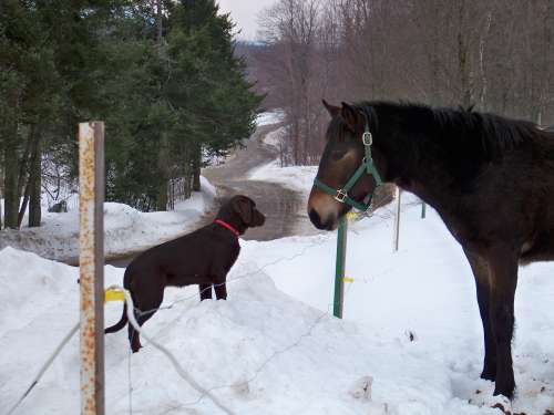 Charlie meeting Zoé
The pup meeting the filly at the gate . 
