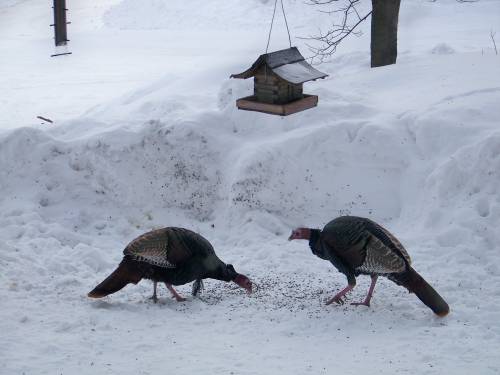 Wild turkeys
 Having lunch under the bird feeder 
