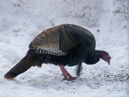 Wild turkey 3
this one could be a good candidate for this spring roast hunt !!!!
