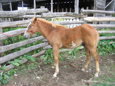 Belgium colt
 This little for now guy will be a match for the mare  with no name 
