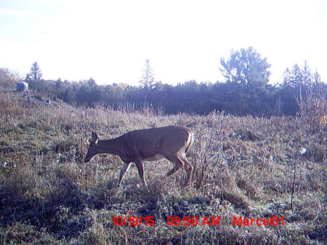 2015 deer hunt
