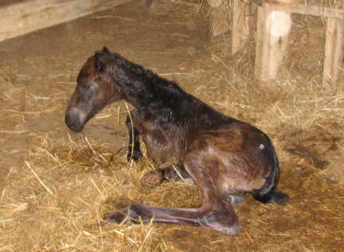 new filly 1
