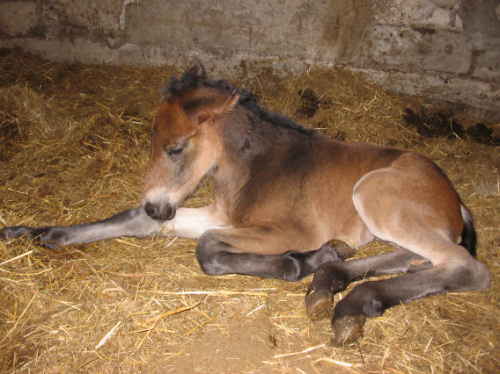 New filly 2
