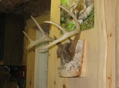 Antler on slab
 Mounted antlers on this slab , just another way of doing it . 
