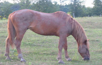 ben
Quarter horse , stallion for now .... 
