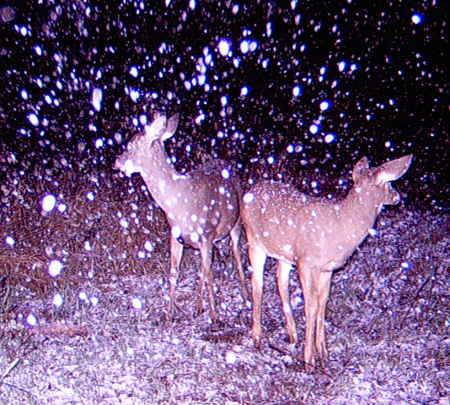beginning of first snow 28/10/2009
Moultry game camera , eating the apples before the snow covers them . 
