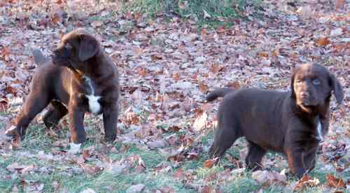 golden-labs
Nonames yet , as they are new to the farm. Male to the left and femel to the right . 
