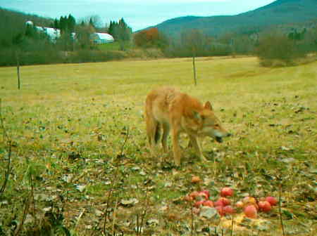 Coyote
Coyote eating my aples , I had put these here only an hour earlier ..... !!!!
