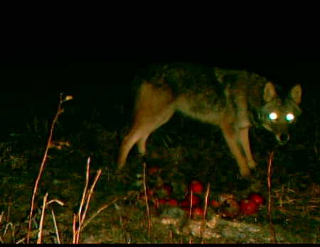 Coyote
Coyote eating my apples !!!
