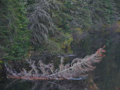 Fallen one
 Spruce in the Coulonge river, october 2006 . Québec
