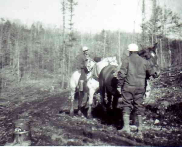 Horse logging
 Getting to the bush 
