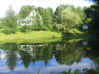 the pond
 Fishing pond at the farm 
