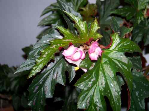 Begonia B.Lana
SpruceBunny told me it would flower if it got a hair cut and put to have some sun ..... 
