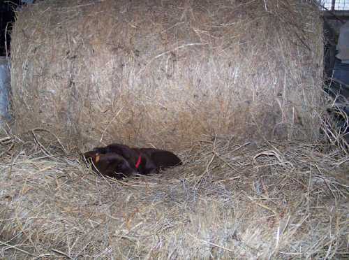 Nap time
 Here they are in front of the bale of hay that I am using up as bedding forthe horse pen . This is ther place to be when tired out . 
