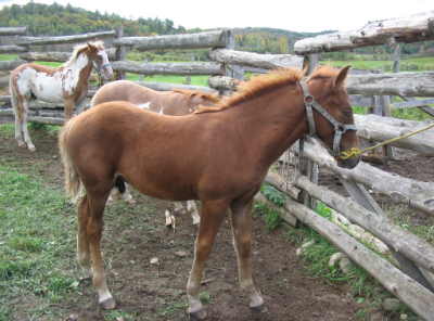 Quarter horse colt
  One of Ben's offsprings , he is much like his father , calm and will come to you in the field . 
