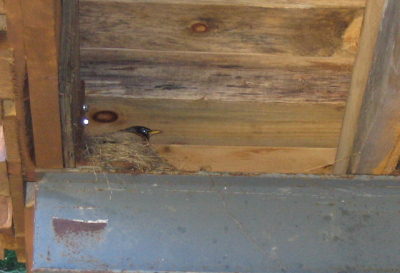 robin
 This little guy built his nest in my carport . 
