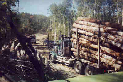 Western Star
Hard wood tree lenght , these where cut down and taken out to make way for a new road .
