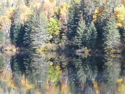 Spruce mirror
 Mirror image on the river , october 2006 Coulonge river, Québec
