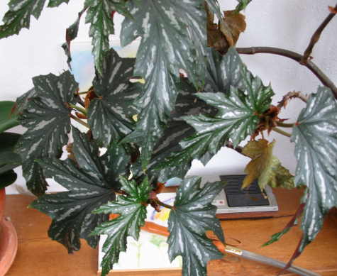 House plant
Need I.D. close up of the leaves . 
