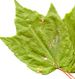 leaf-maple.jpg