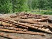 firewood logs.JPG