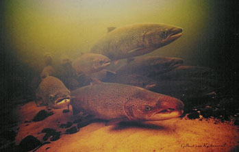 Adult Atlantic Salmon
Adult atlantic salmon swimming upstream to spawn somewhere on the Restigouche River, New Brunswick Canada
Keywords: adult atlantic salmon