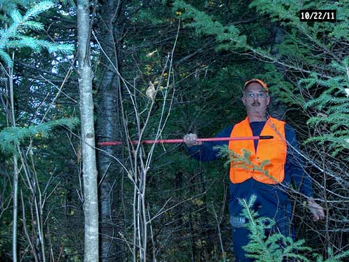 balsam fir, 6 years post thinning 7", 33 feet
