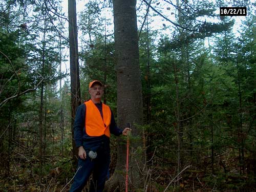 balsam fir, 20", 68 feet tall, nearly overmature.
