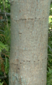 Young basswood bark with sap sucker damage
