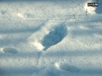 bear tracks

